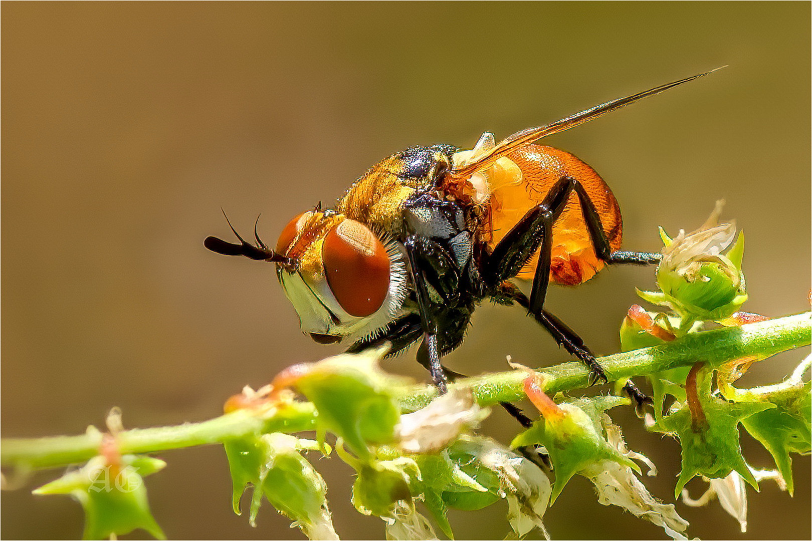 Gymnosoma dolycoridis