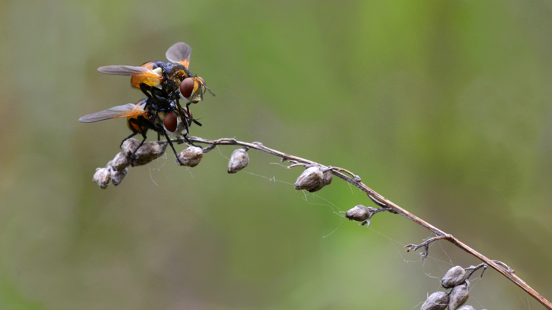 Gymnosoma rotundatum......