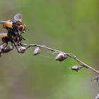 Gymnosoma rotundatum......