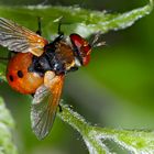 Gymnosoma rotundatum gehört zu den Raupenfliegen... - Une belle mouche, bien dessinée!