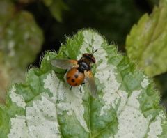 Gymnosoma rotundum