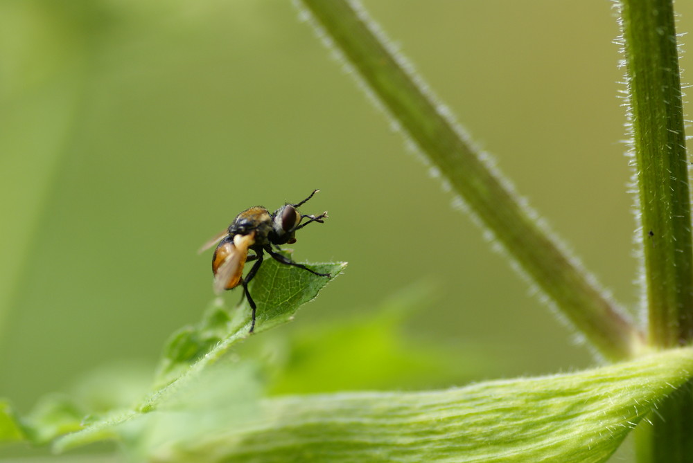 gymnosome arrondi