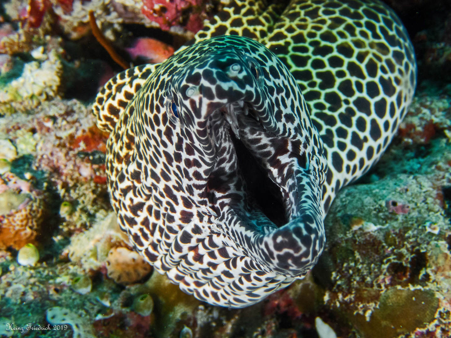 Gymnothorax favagineus Foto & Bild tiere, wildlife, fische Bilder auf