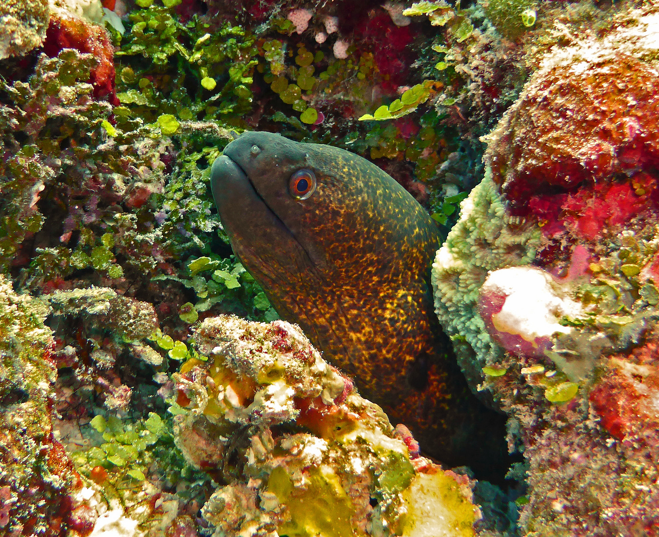 Gymnothorax flavimarginatus