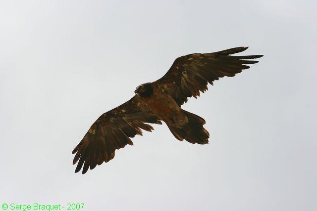 Gypaète Barbu (Vautour)