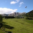 Gypaete dans le massif central (FRANCE)