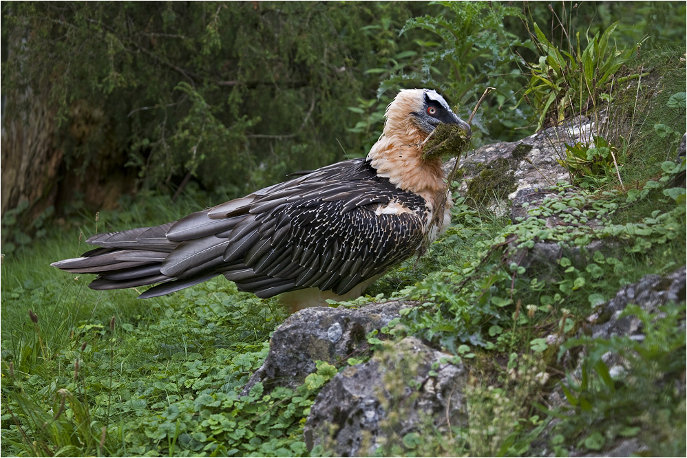 Gypaetus barbatus (3)