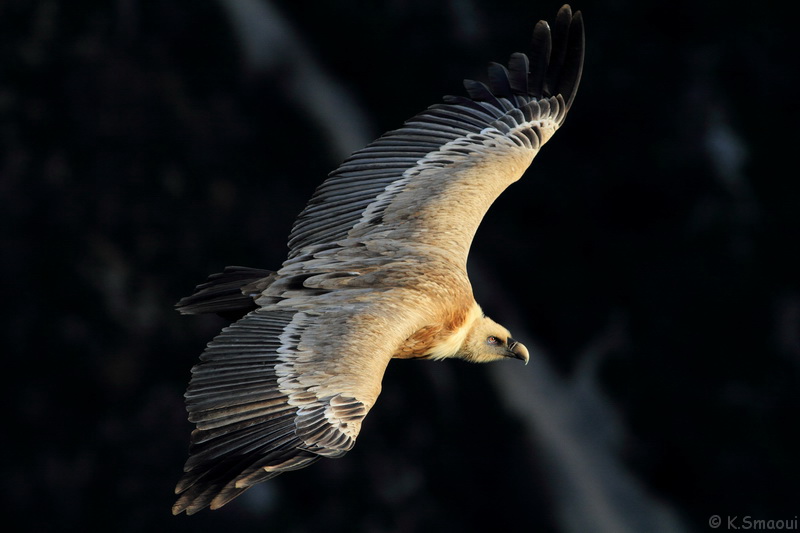 Gyps Fulvus