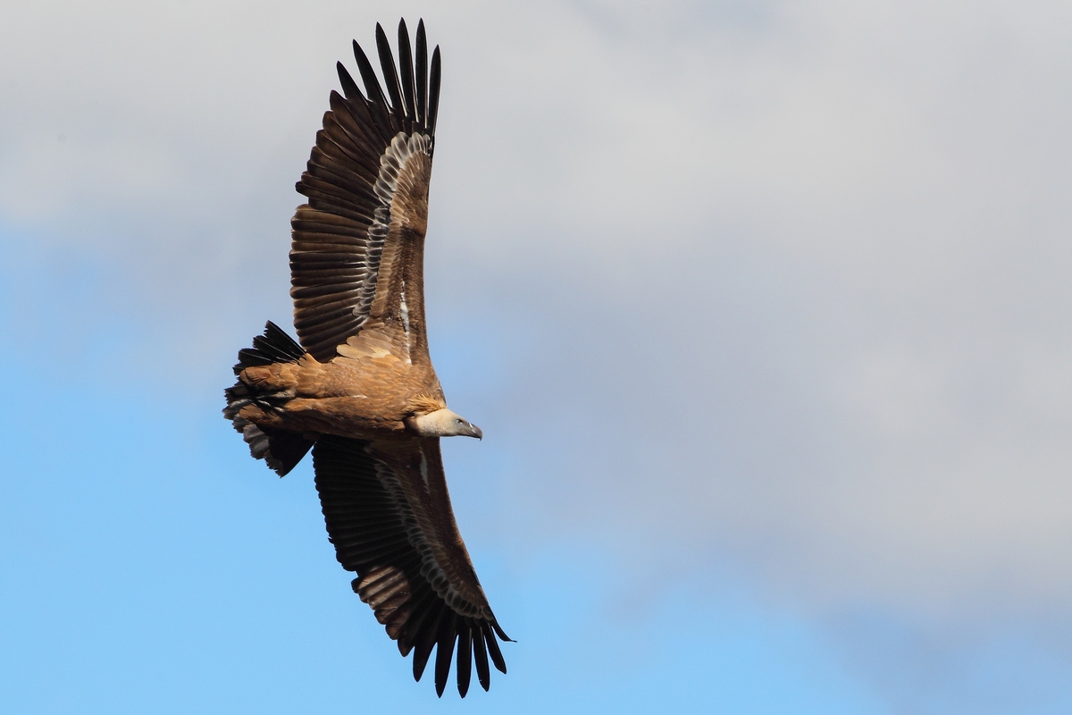 Gyps fulvus