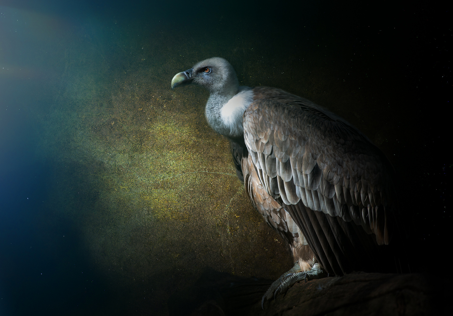 Gyps fulvus Foto & Bild bearbeitungs techniken, filtertechniken