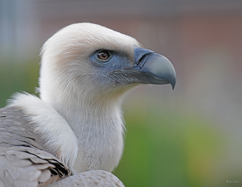 Gyps fulvus