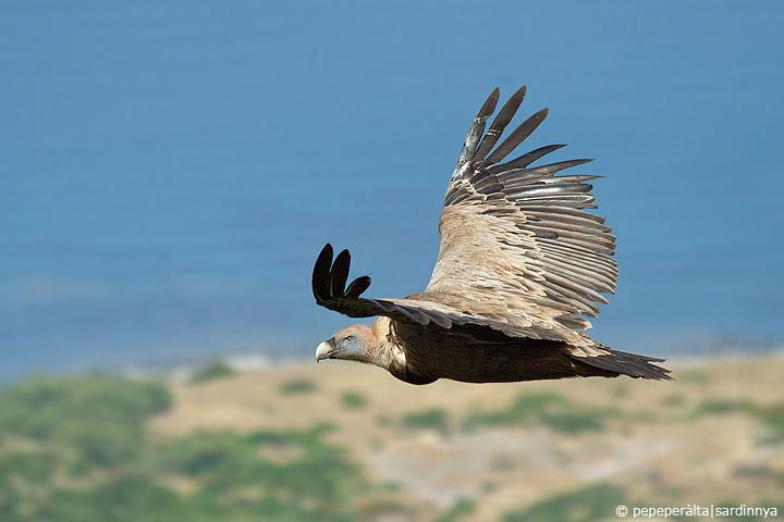 Gyps fulvus ssp. fulvus