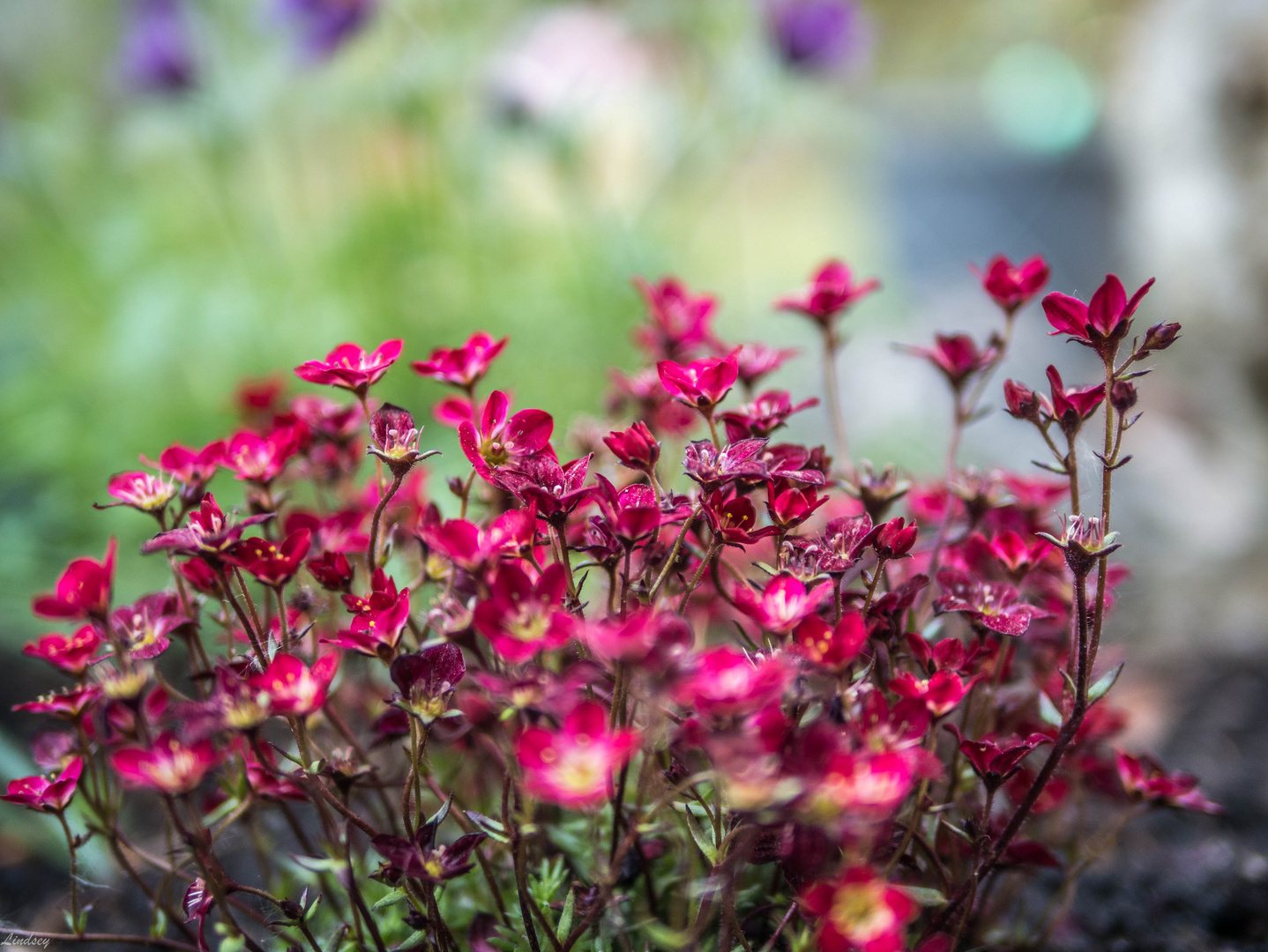 Gypsophila repens