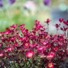 Gypsophila repens