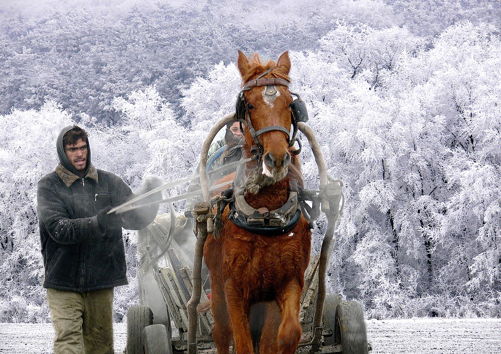 Gypsy's winter