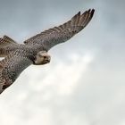 Gyrfalcon