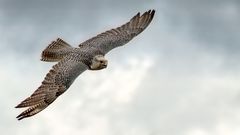 Gyrfalcon