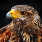 Gyrfalcon - Jagdfalke