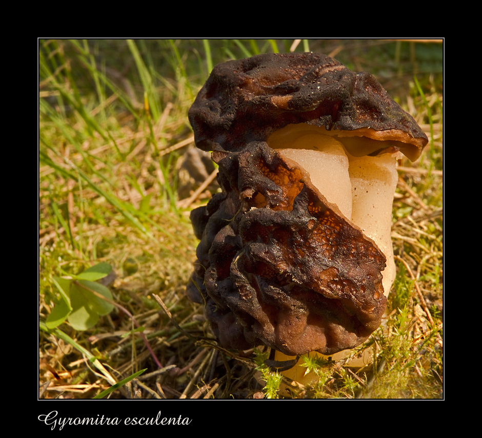 Gyromitra esculenta