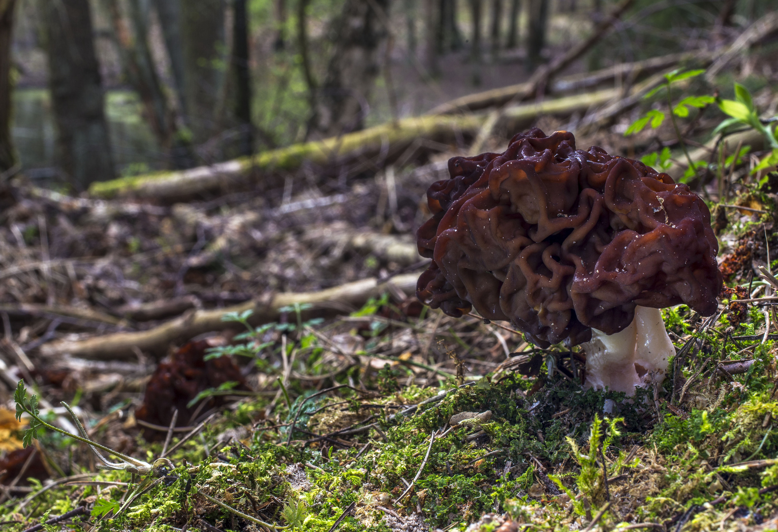 Gyromitra esculenta oder einfach nur Frühjahrs-Lorchel