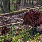 Gyromitra esculenta oder einfach nur Frühjahrs-Lorchel