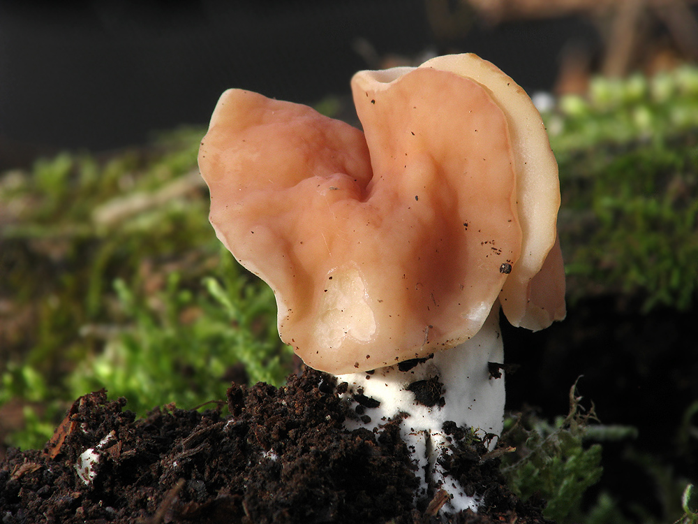 Gyromitra fastigiata