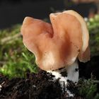 Gyromitra fastigiata