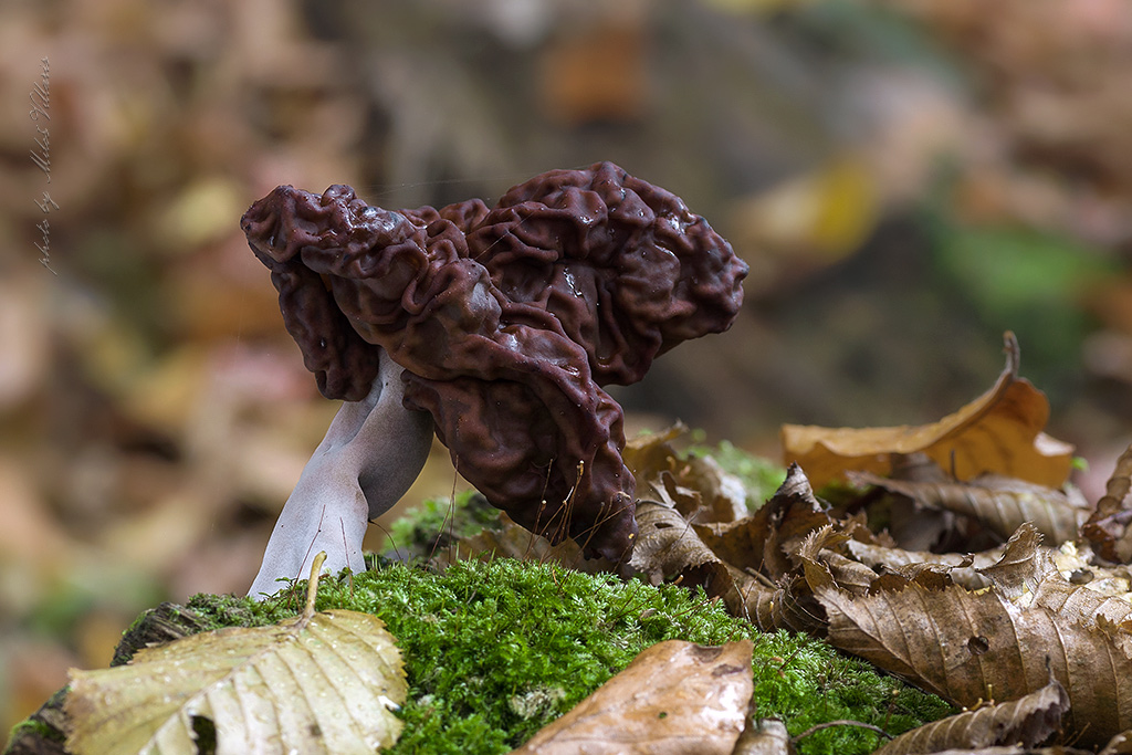 Gyromitra infula 