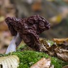 Gyromitra infula 