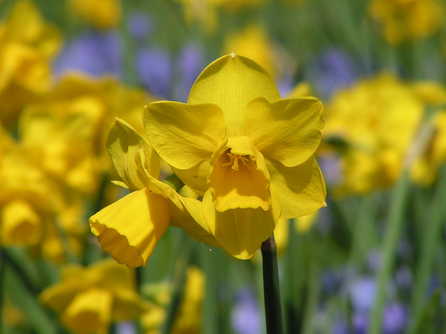 H 24 Osterglocken Foto & Bild | frühlingsboten Bilder auf fotocommunity