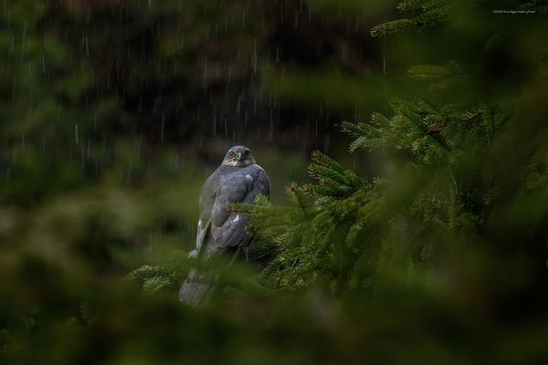 " h a . s o . ä n . k ä s ‘ . j e t z ' . s c h i f f d ' s . a u . n o " 