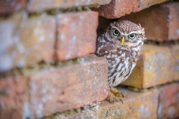 ___ „ h a u s t ü r g e s c h ä f t e ! “