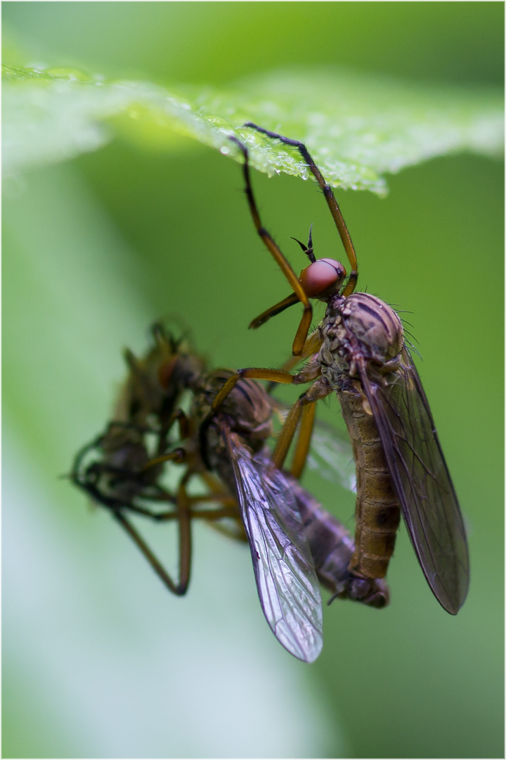 H A N G E P A R T Y Foto Bild Tiere Wildlife Insekten Bilder Auf Fotocommunity