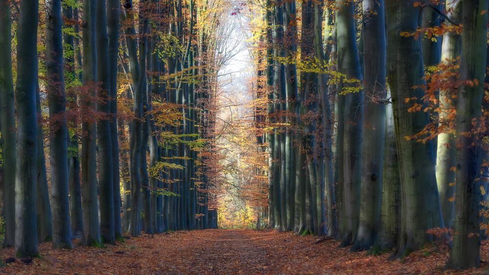 H E R B S T A L L E E I I I Foto Bild Landschaft Wald Bäume H E R B S T A L L E E I I I Foto Bild Landschaft Wald Bäume