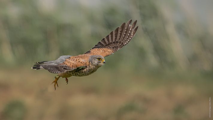  »  » H e r b s t F a l k e « «