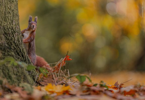 » » H E R B S T  &  H Ö R N C H E N « «