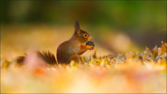 [ h e r b s t l i c h e r   F u n d ]