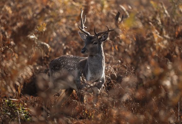 H E R B S T L I C H [T]]