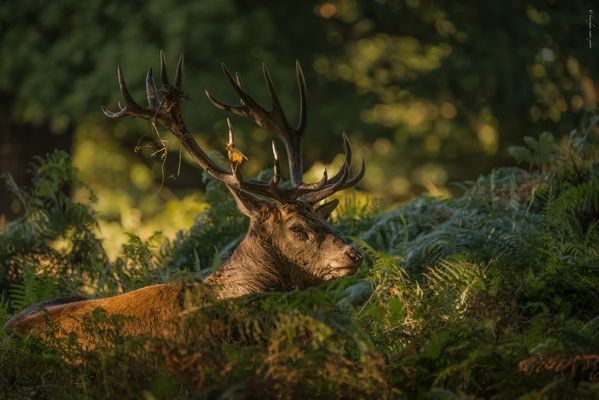 h e r b s t l i c h [ t ] 