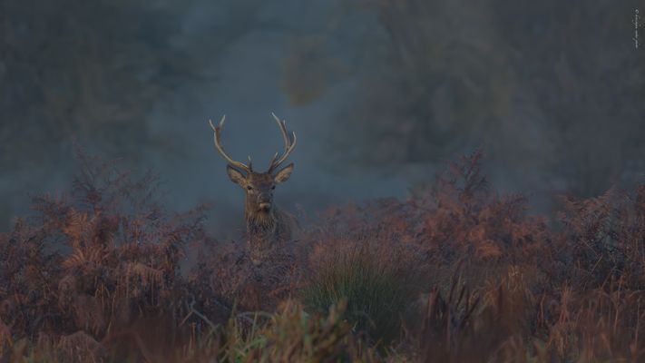 . h e r b s t l i c h t [ u n g ] .