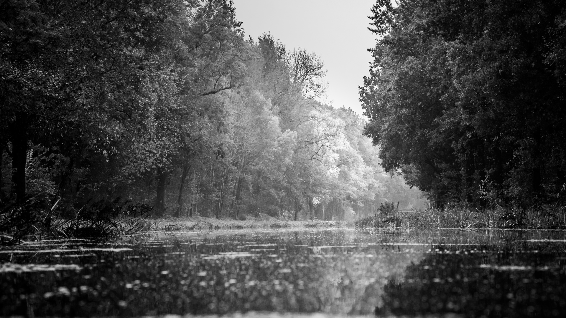 H E R B S T N E B E L Foto Bild Bw Wald Baume Bilder Auf Fotocommunity