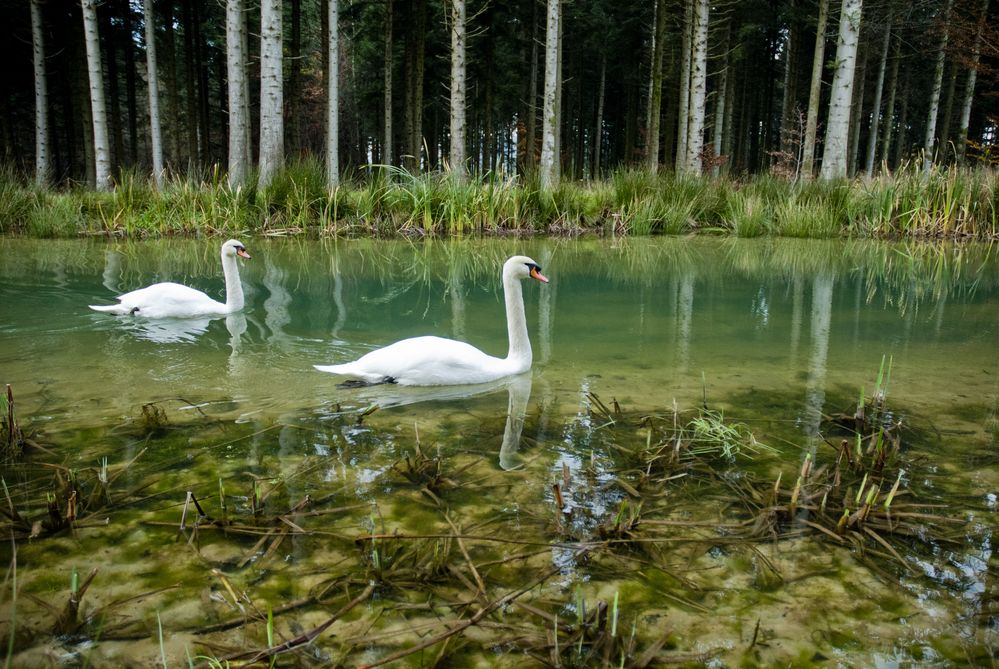 H & G verliefen sich im wald