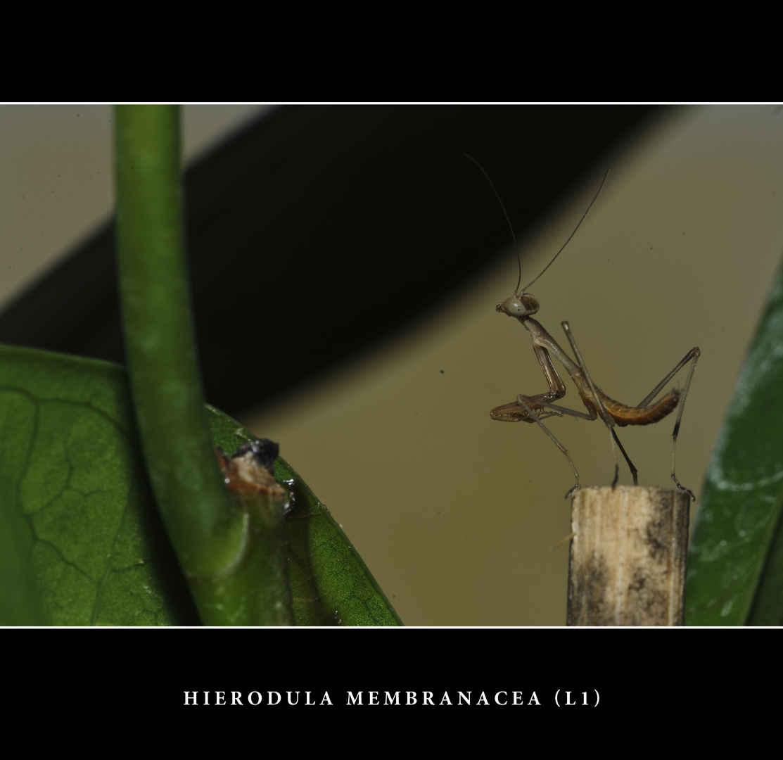 H. Membranacea I