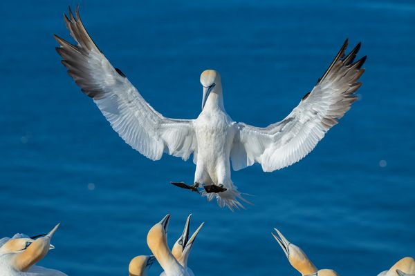 - - - H O S I A N N A  - - - 