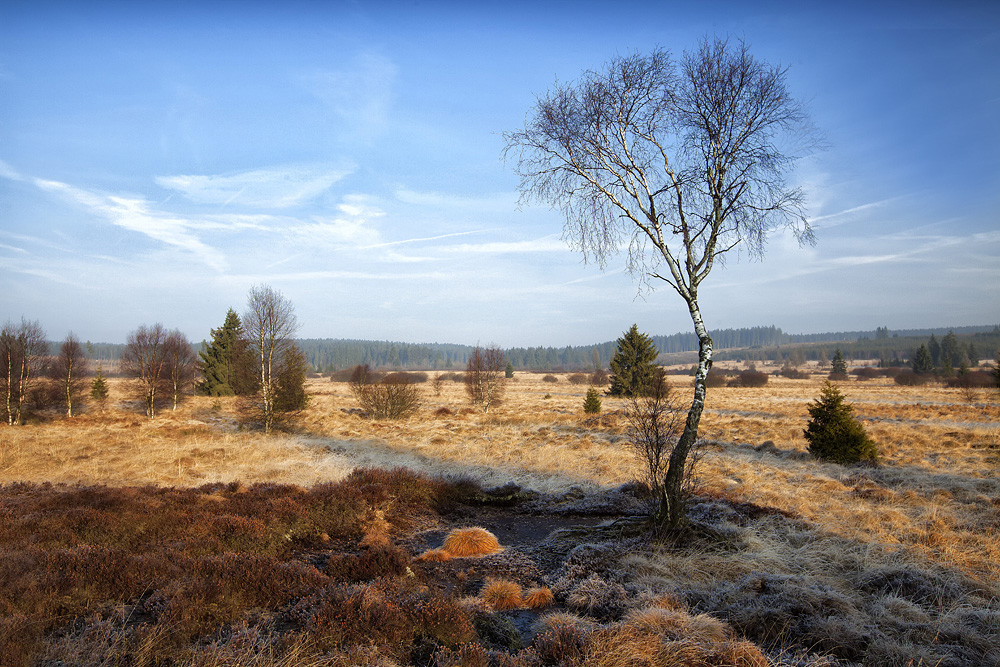 H.-Vennbirke im Morgenlicht