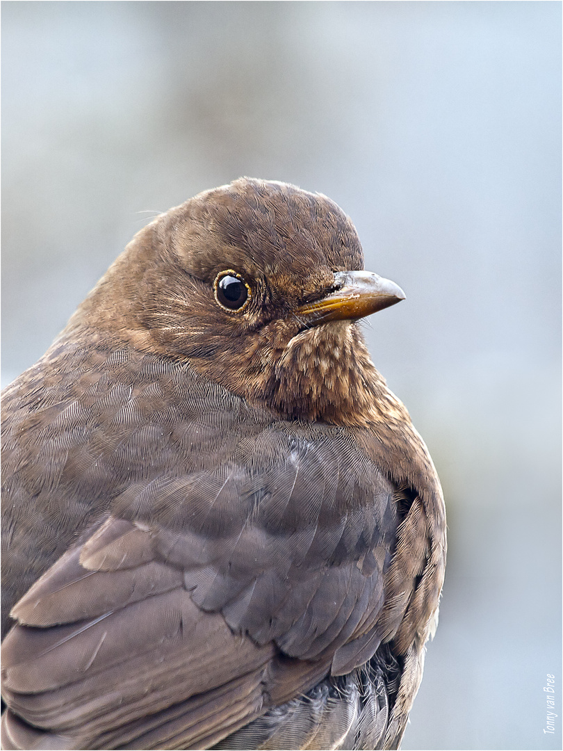 h weiß !!!!, ich bin eine gewöhnliche Amsel .... : +)))