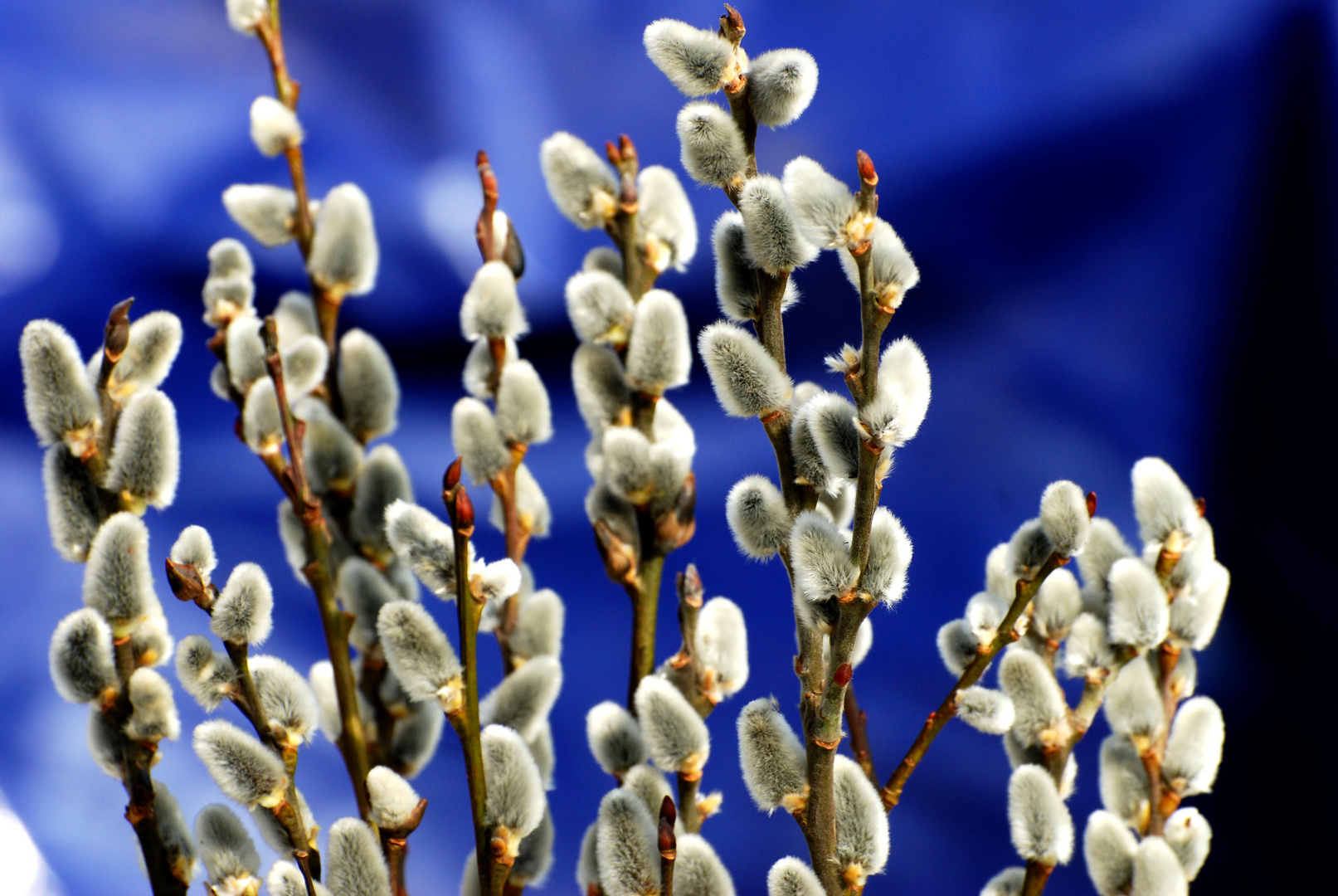H11 Weidenkätzchen Foto & Bild frühlingsboten Bilder auf
