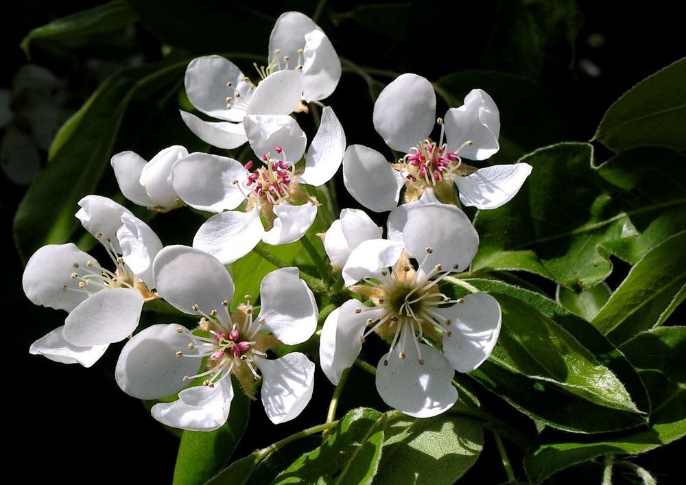 H35 Apfelbaumblüte
