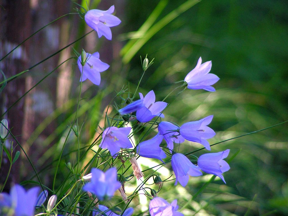 H41 Glockenblumen