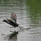 Ha !! Das sollen mir die Roadrunner mal nachmachen die angeber